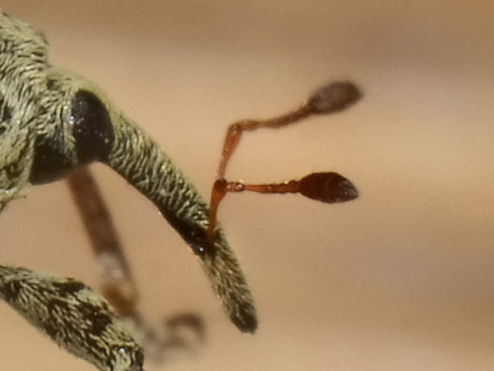 Cionus cf. hortulanus svernante